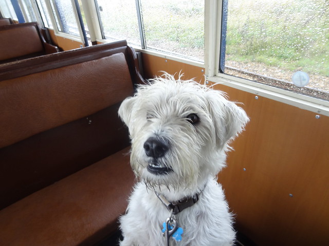 THE DOG ON THE TRAIN