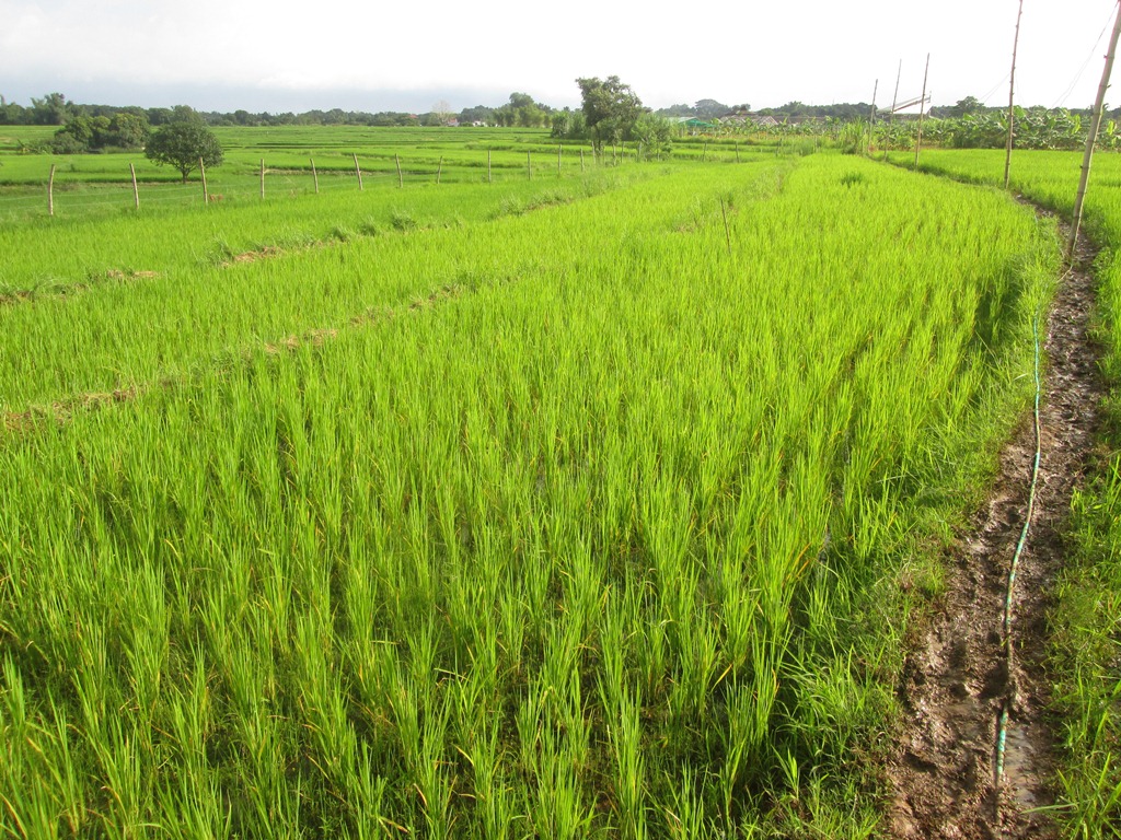 Sep Rice Field Area 10 and 11 - rice field | Area 10 and 11 - rice field | Flickr