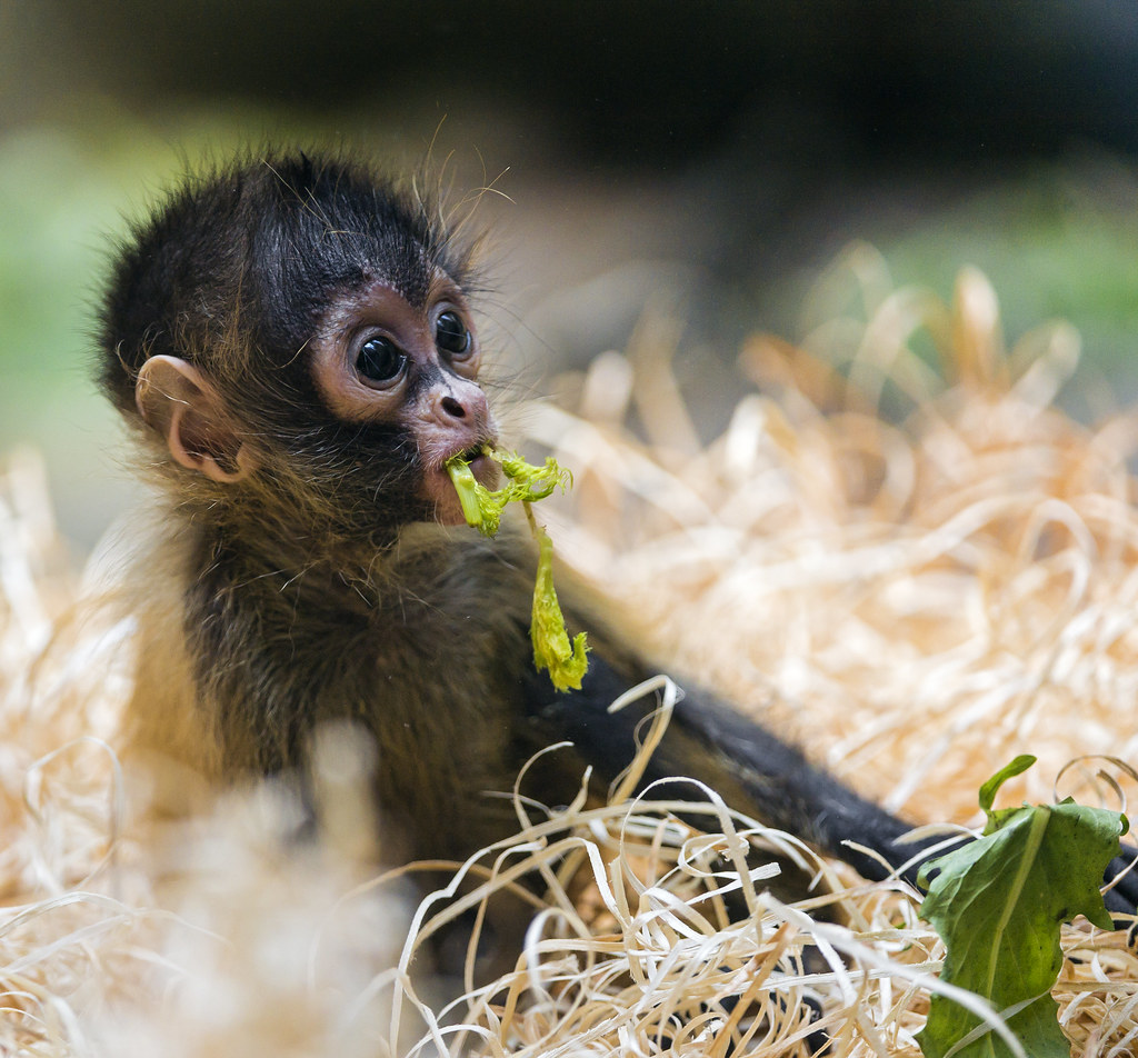 Playing funny baby spider monkey | This is also a quite cute… | Flickr