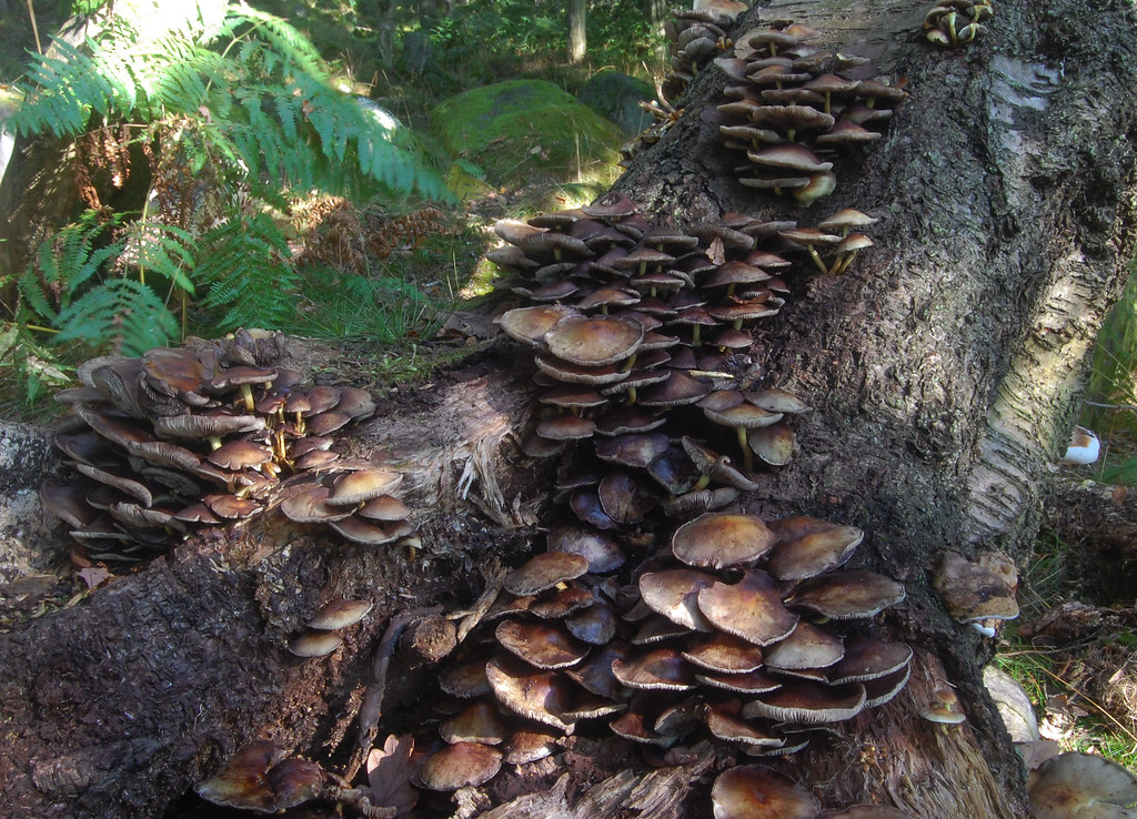 Tree Covered in Fungus