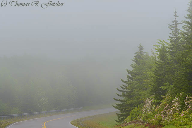 Mountain Laurel in Mist
