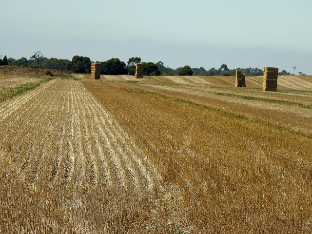 Textures in the hayfield