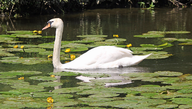 Swan among the Water Lilies