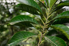 Xantolis racemosa (Sapotaceae)