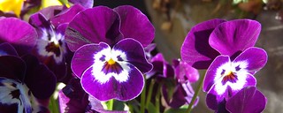 minipansies, at doctor's office, sooc | Straight out of the … | Flickr