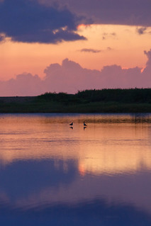 Bird Pair at Sunset, Salt Pond lagoon