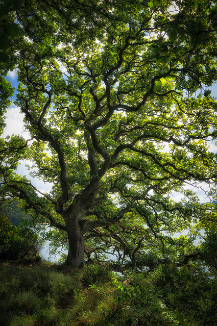 2014 Cornwall - Green Oak (Nothing Man Made)