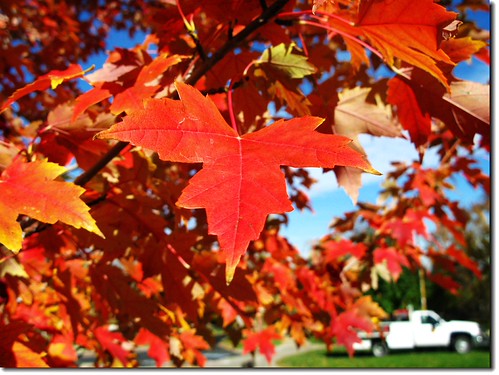 Maple leaf 16 | by edjimy