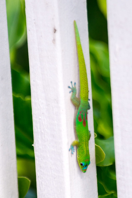 Gold Dust Day Gecko (Phelsuma laticauda), Kauwai, Hawaii, USA