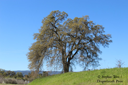 tree oak quercus beauty winters california yolocounty 365in2017 pictureoftheday 12mar2017 2017yip 2017 365 landscape project365 71365 hwyca128