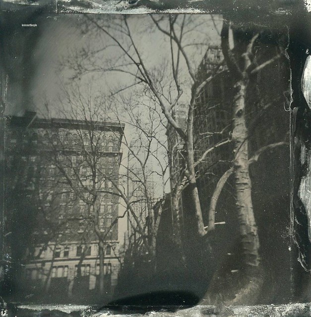 Beyond The Trees; 3/17/2017 (Wet Plate Collodion Holgatype)