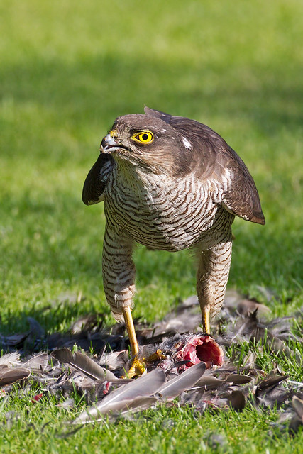 Female sparrowhawk and kill