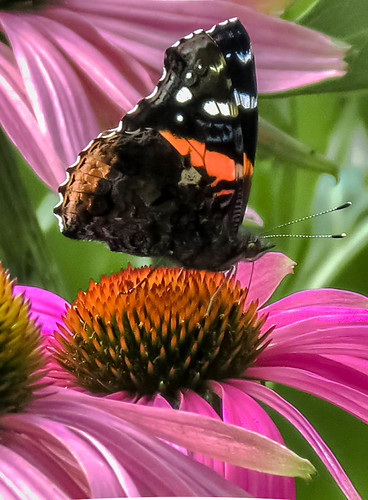 Red Admiral Butterfly | by mahar15