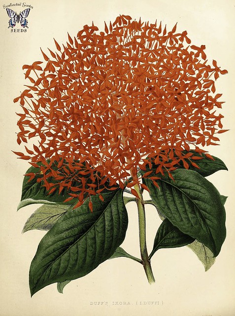 Flame of the woods. Ixora casei. Large scarlet, 8 inch, hydrangea-like flower heads on 6-9 foot tall, evergreen, ever-bloomig shrubs. Native to  Micronesia, it is a popular ornamental in tropical countries around the world. (1878)