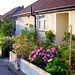 side yard in september - ma cour laterale