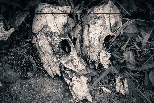 autumn skulls deerskulls