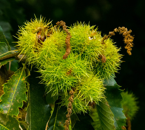 Cluster of sweet chestnuts