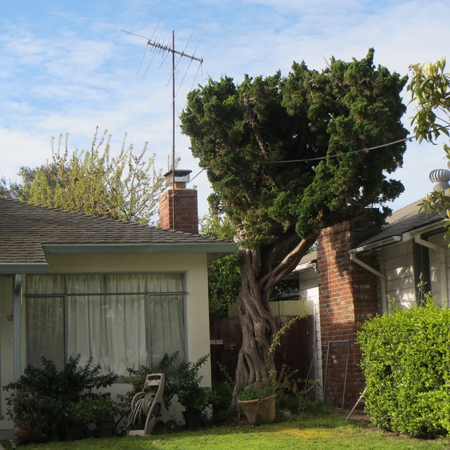 beautiful tree & mangled antenna