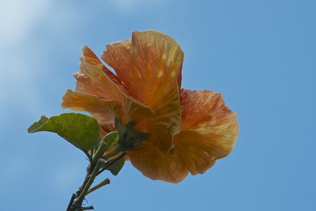 variated hibiscus