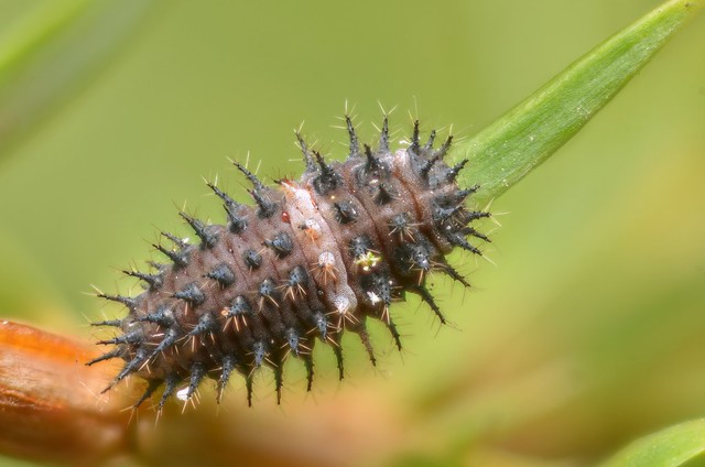 Chilocorus bipustulatus larvae
