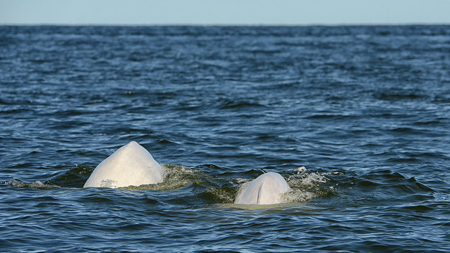 Beluga Whale II