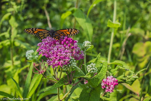 butterfly unitedstates pennsylvania monarch wildflower monarchbutterfly morainestatepark portersville sunkengardentrail
