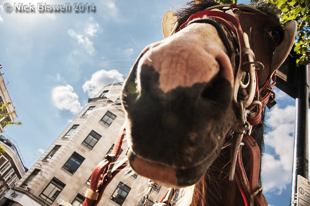 Photo24 2014 - Gypsy Pony