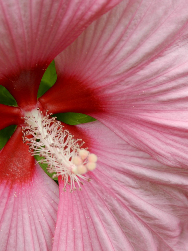 July 2014 1: Pink Hibiscus | Some beautiful flowers...and Da… | Flickr