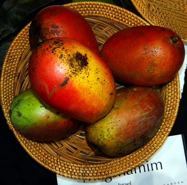 Mango  #230: MAGSHIMIM