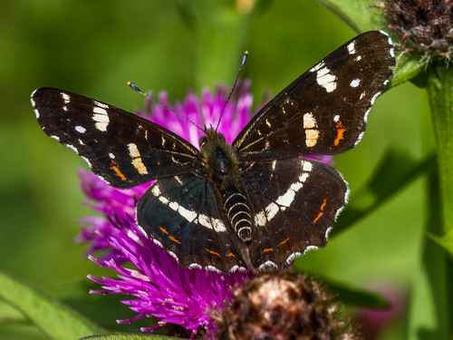 summer black nature butterfly belgium zomer vlinders landkaartje oostkamp mapbutterfly warandeputten
