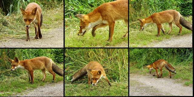 IMG_0237 hunting fox