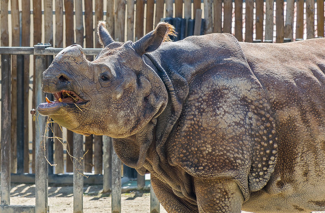 Indian rhinoceros (Rinoceronte indiano)