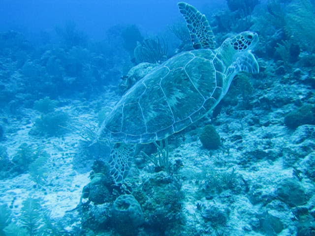 Mexican Green Sea Turtle - Tortuga - Adios, Buena Suerte