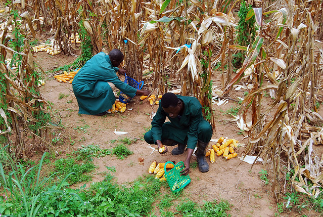 Sorting and selecting maize cobs for borer infestation
