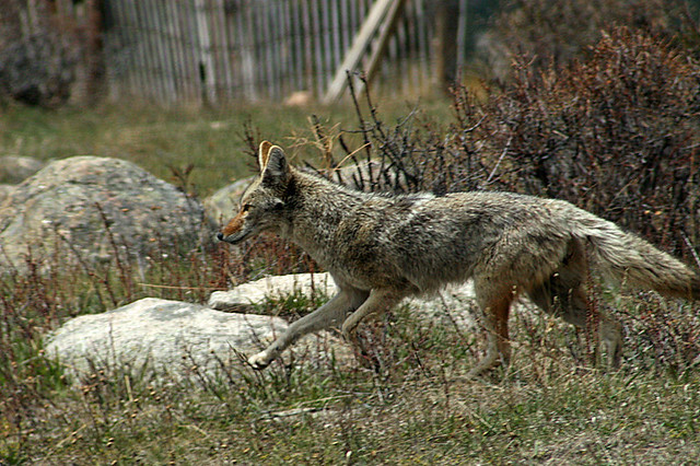 Rocky Mountain National Park: Coyote