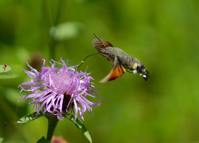 Hummingbird Hawk Moth-----Macroglossum stellatarum