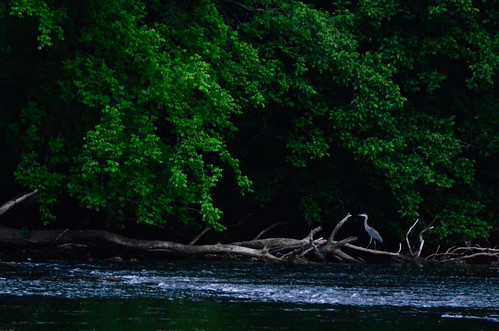 trees bird heron water digital river landscape nikon blueheron newriver fowel waterfowel bissetpark d7000 nikond7000