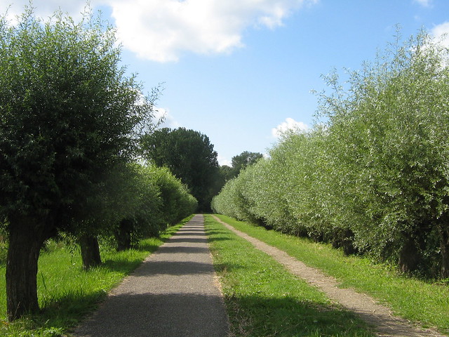 Tree-lined paths