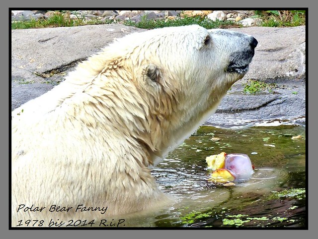 Polar Bear Fanny 1978-2014