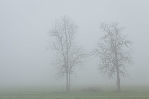 tree fog field outdoor nature landscape