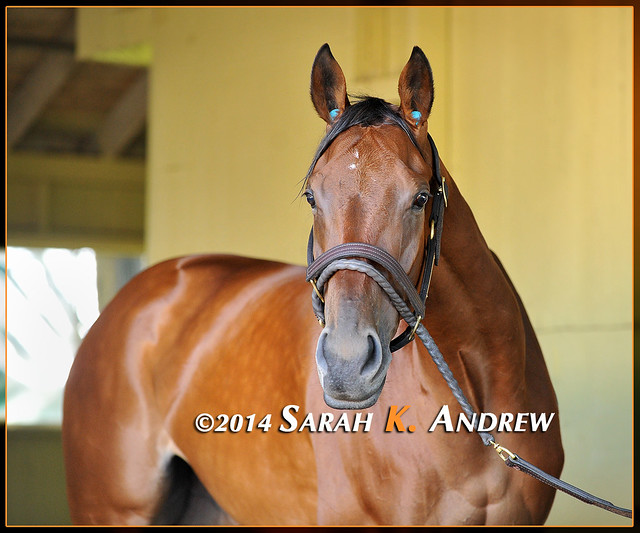 Behold the mighty BEHOLDER: two-time champion and multiple Grade 1 winner