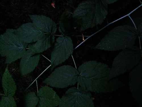 sunset plants leaves garden dark flora moody dusk ferns perennials iphone iphonography