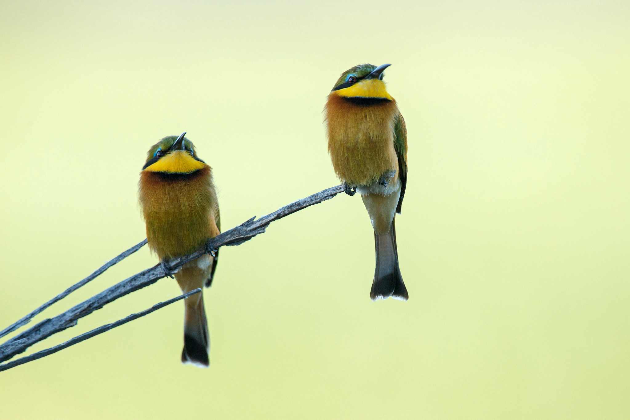 Little Bee Eater - Namibia