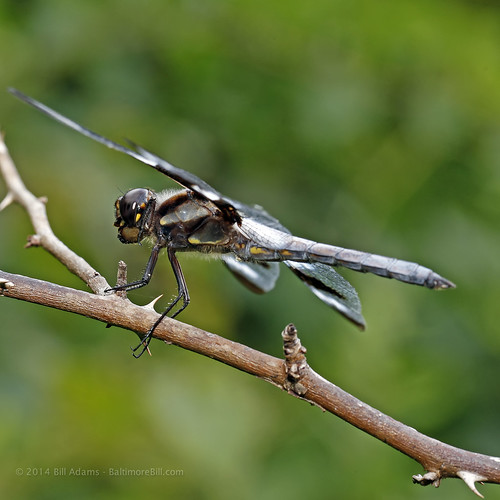 nottingham bug insect dragonfly maryland baltimorecounty libellulapulchella twelvespottedskimmer