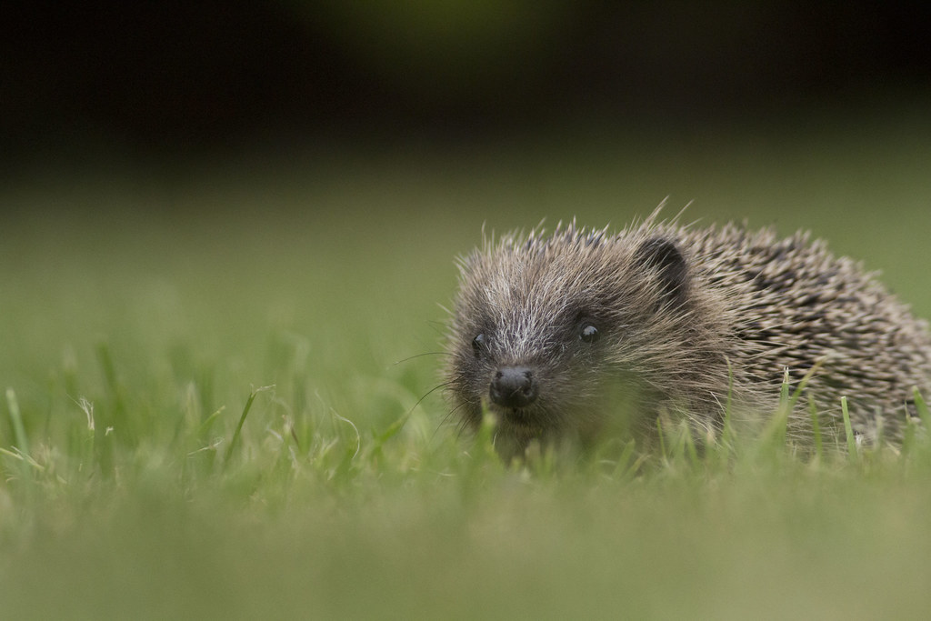 Hedgehog