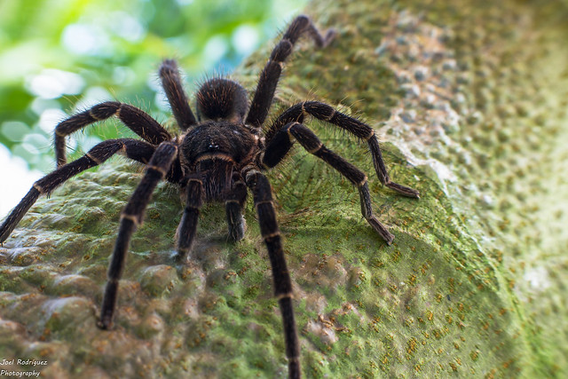 Cyrtopholis Portoricae, Common Puerto Rican Brown Tarantula