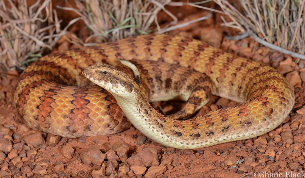 deadliest snake in the world  Death Adder