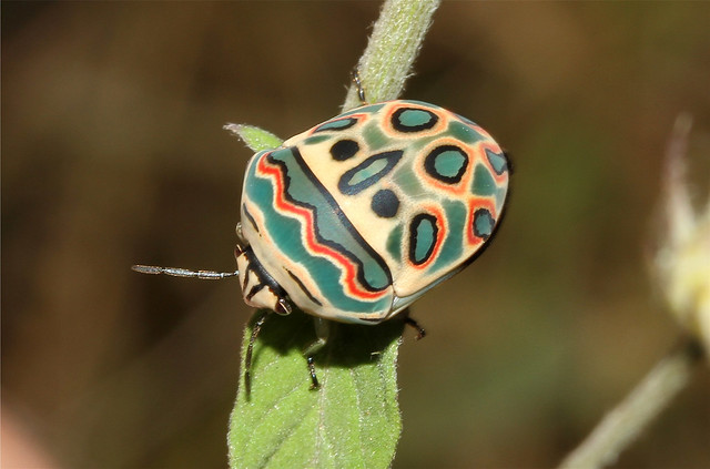 Sphaerocoris annulus (Picasso Bug)