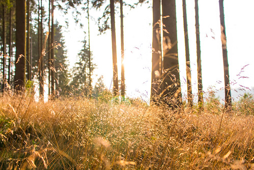 Sunset through grass by Groman123, sunset summer forest canon germany deutschland eos sonnenuntergang sommer cc creativecommons wald sa