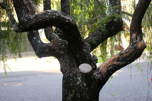 Tronco del Árbol de Cepillo,  Bottle Brush tree, San Salvador